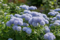 Ageratum Blue Horizon