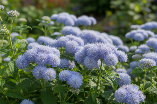 Ageratum Blue Horizon