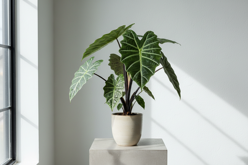 Alocasia Black Stem