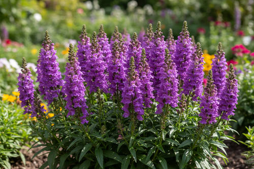 Angelonia Alonia Dark Lavender