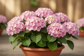 Hydrangea Tabletensia Pink Bowl