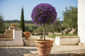 Lavender Spanish Topiary