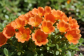 Portulaca Rio Grande Orange